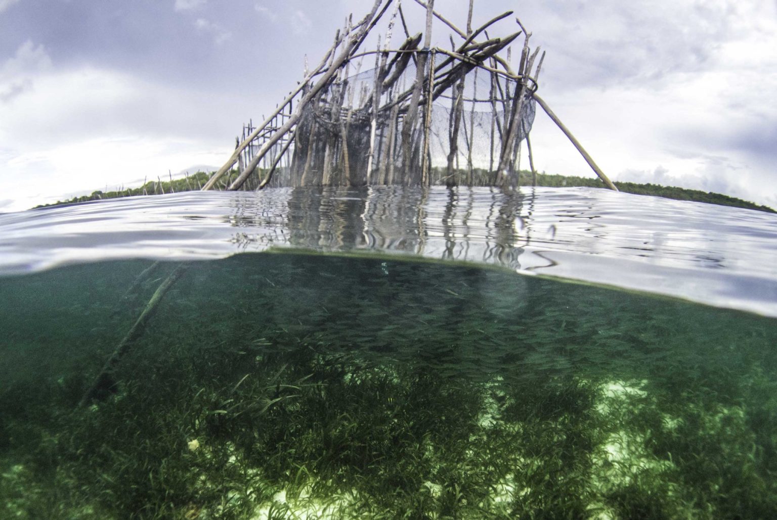 Why Save Seagrass Project Seagrass