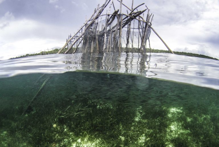 Why Save Seagrass Project Seagrass