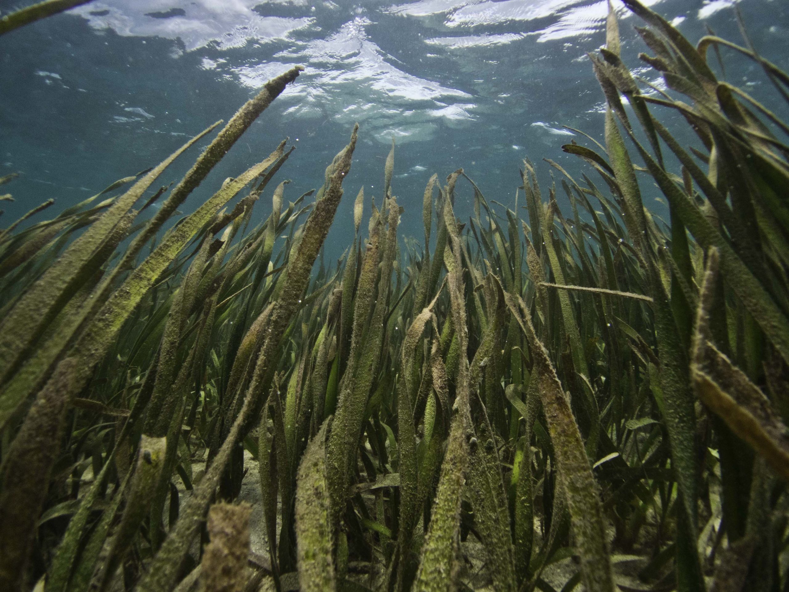 Want to host the 15th International Seagrass Biology Workshop?