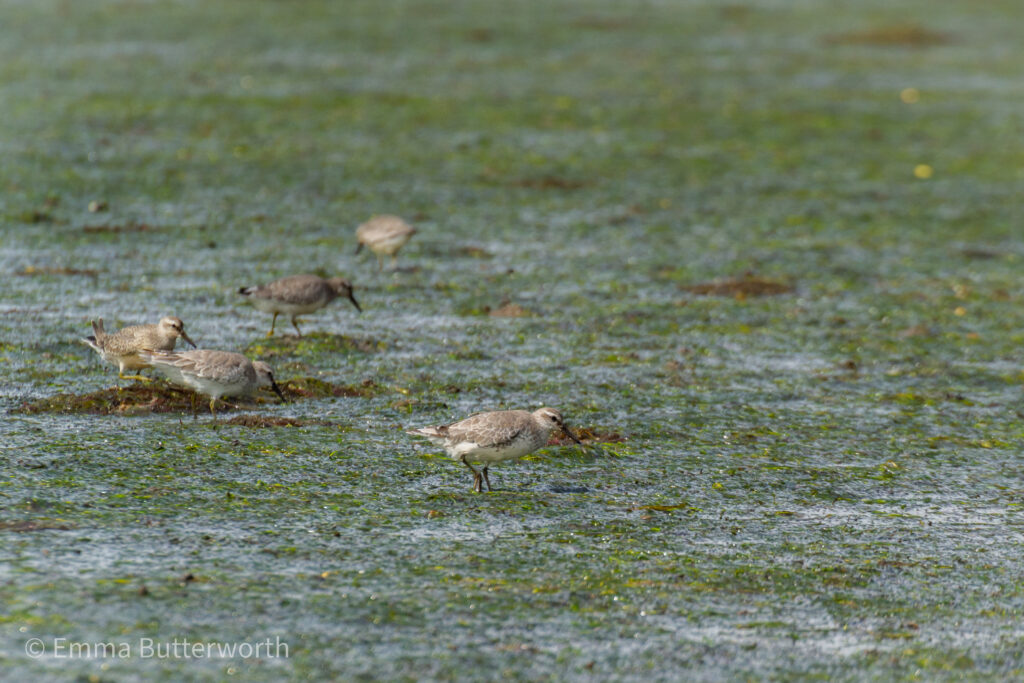 Lindisfarne National Nature Reserve Project Seagrass lindisfarne-national-nature-reserve-project-seagrass