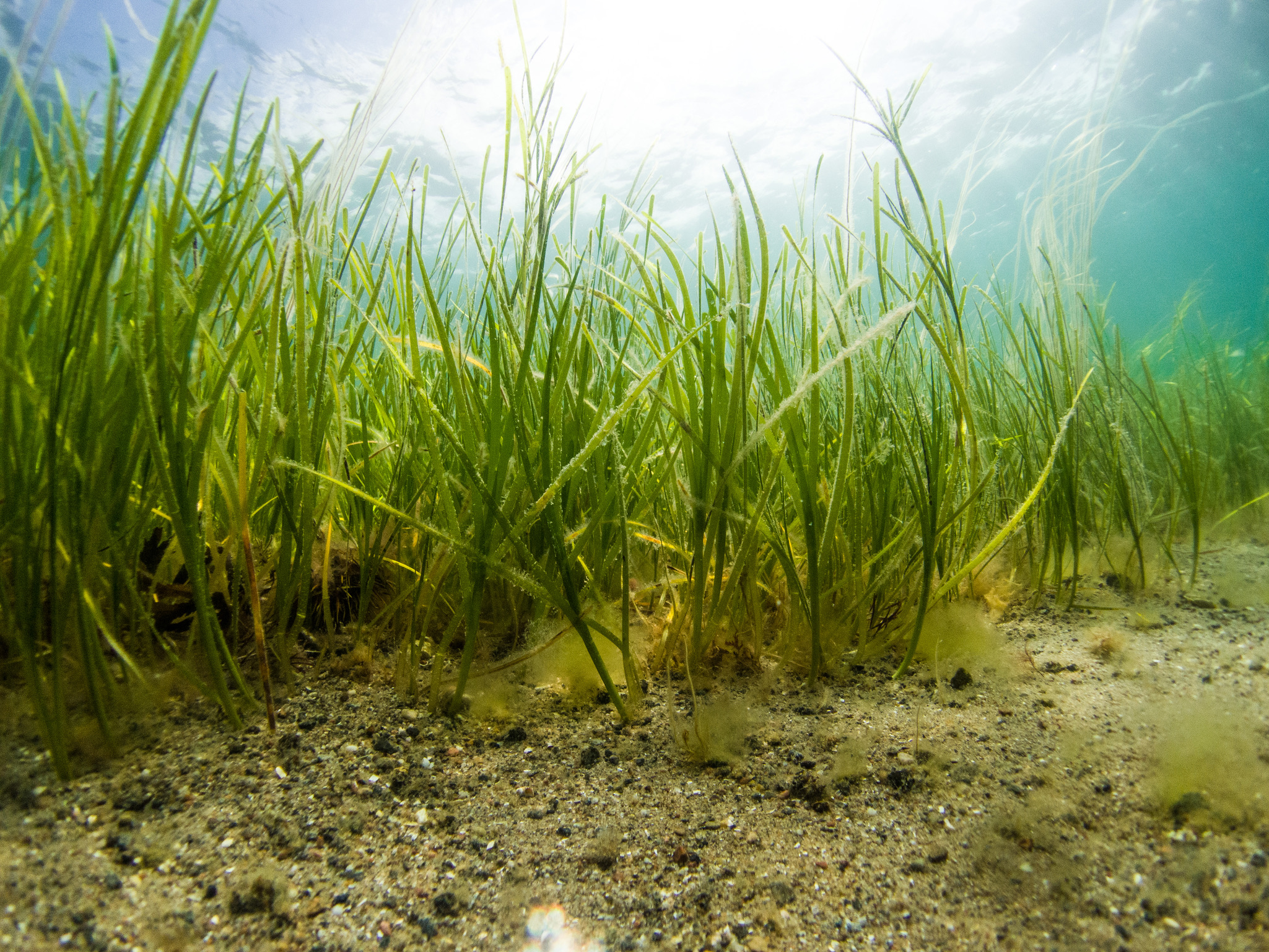 Ambition really is still critical for seagrass