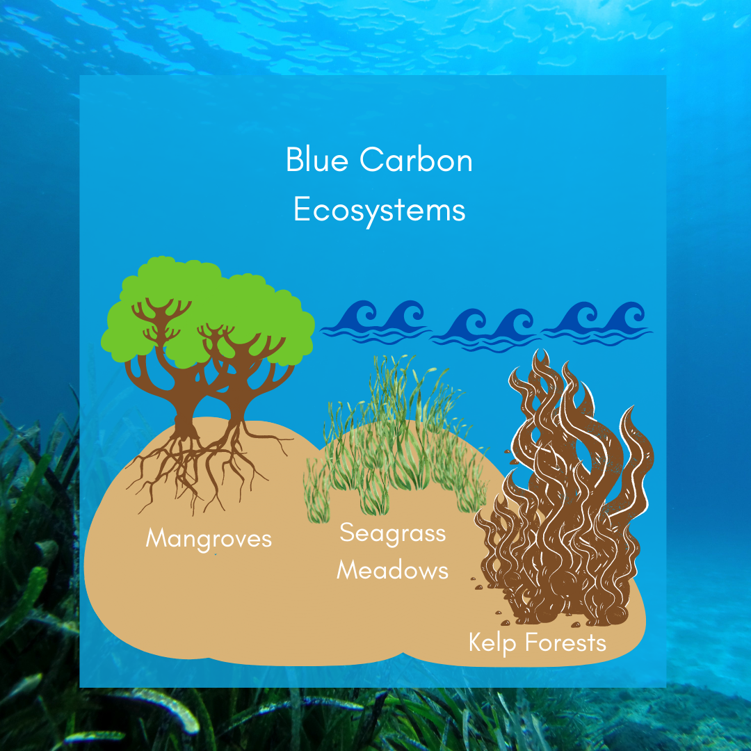 What is blue carbon? - Project Seagrass