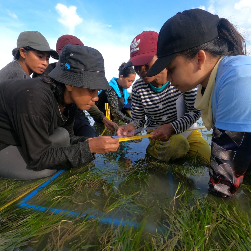 Conservation of biodiversity, seagrass ecosystems and their services