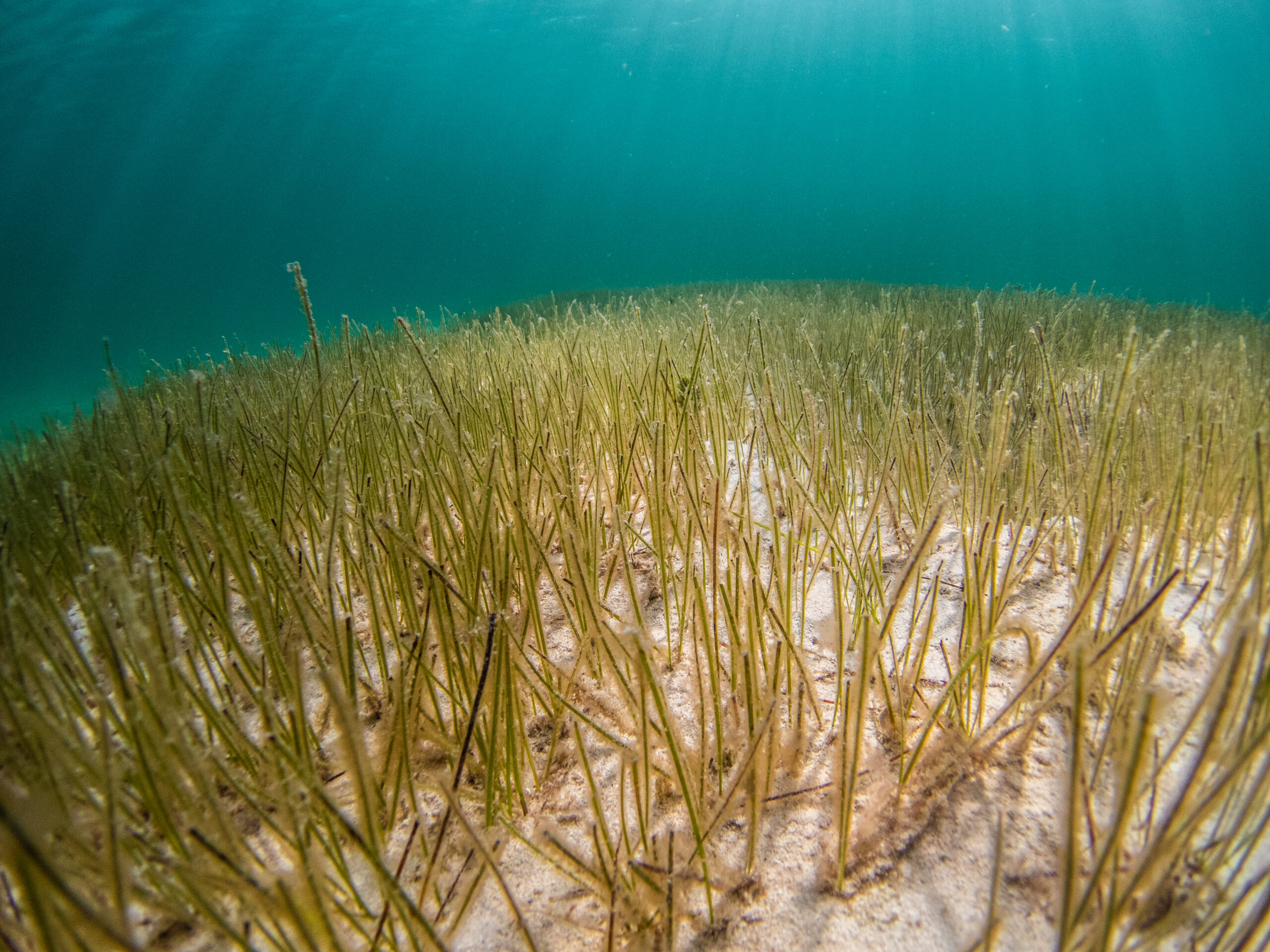 You asked, we listened. Our latest updates to SeagrassSpotter