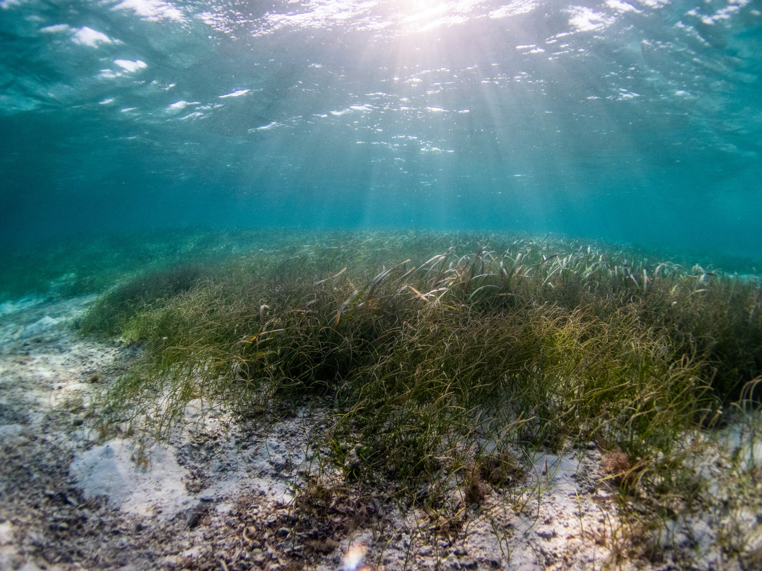 Seagrass production around artificial reefs is resistant to human stressors