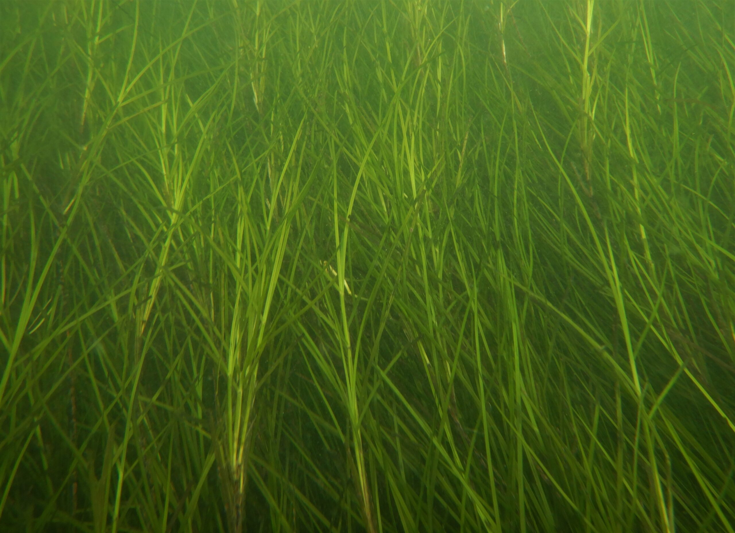 Visiting one of the worlds most remote seagrass meadows