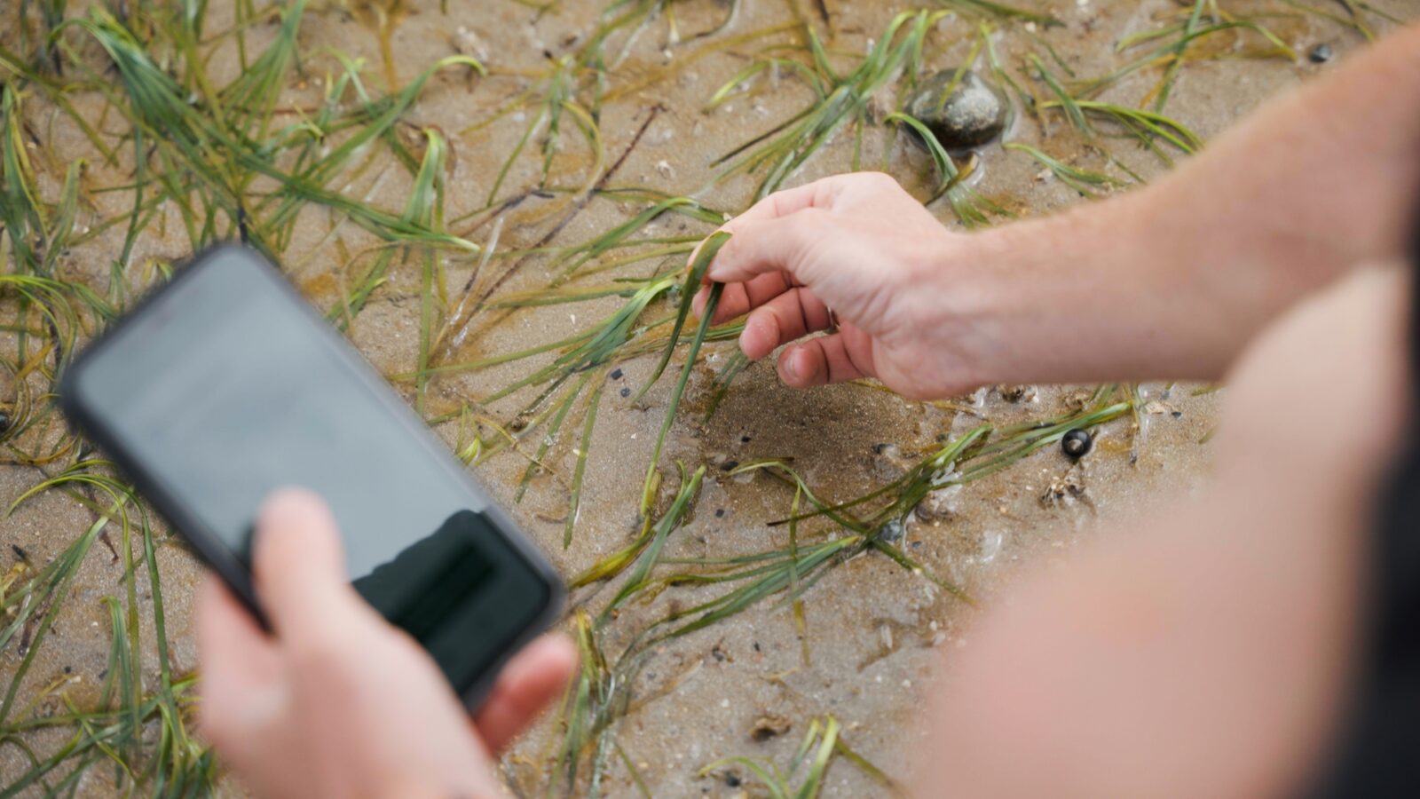 Someone crouched on the beach is taking a photo of seagrass to upload to SeagrassSpotter