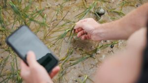 Someone crouched on the beach is taking a photo of seagrass to upload to SeagrassSpotter