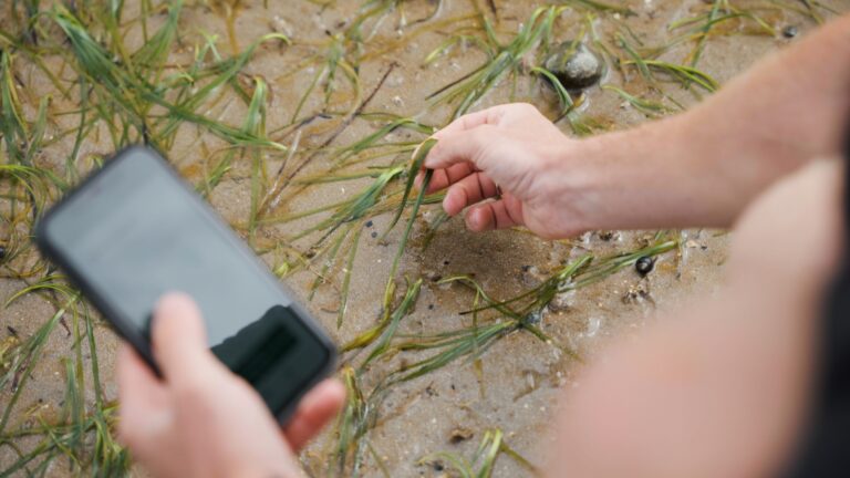 Someone crouched on the beach is taking a photo of seagrass to upload to SeagrassSpotter