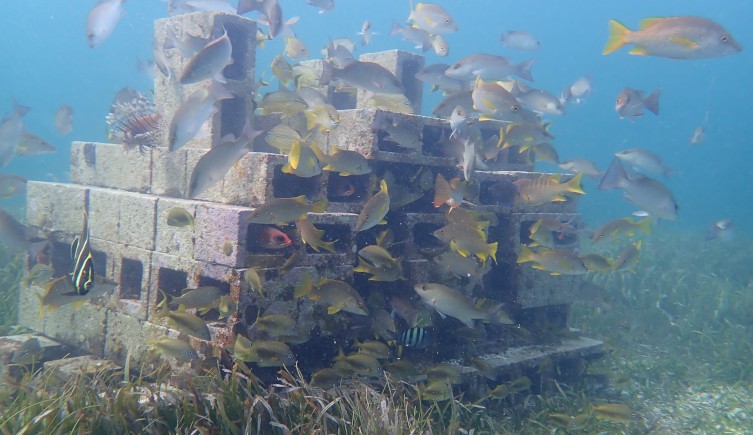 Seagrass production around artificial reefs is resistant to human