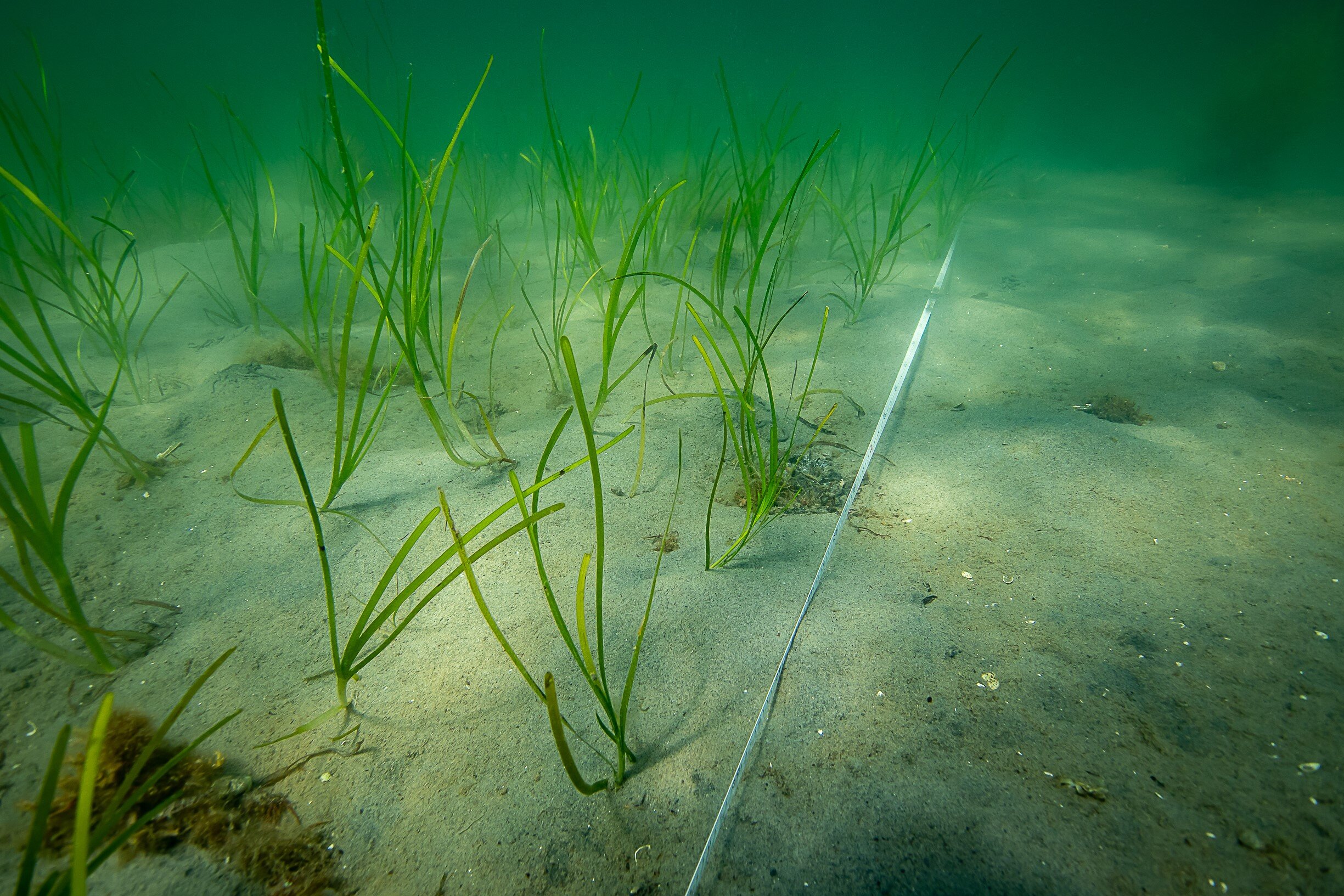 Fauna return rapidly in planted seagrass meadows, study shows