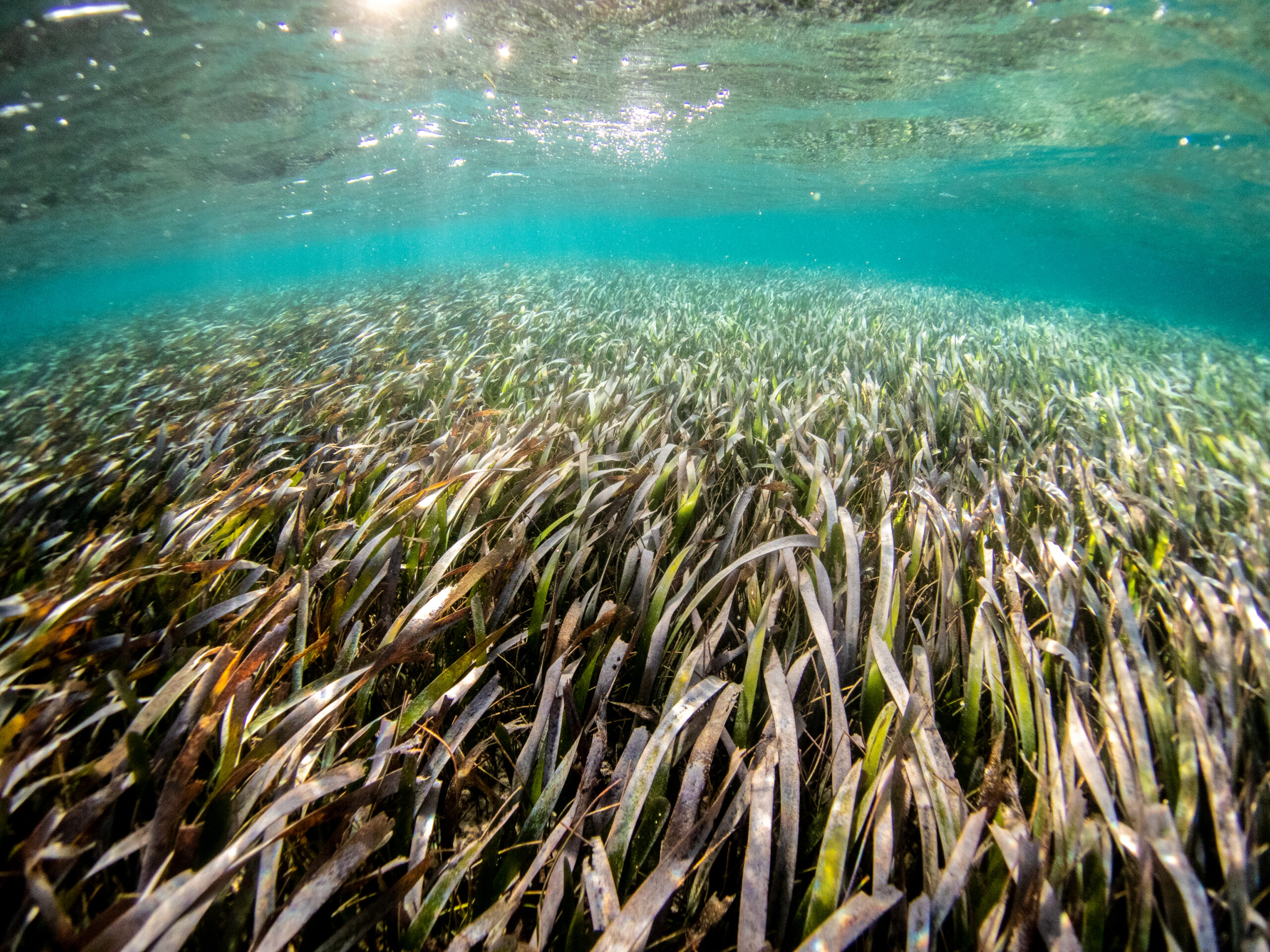 Seagrass meadows show resilience to ‘bounce back’ after die-offs