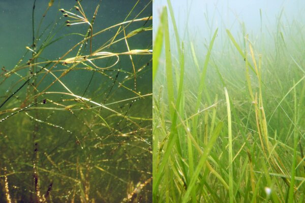 Study reveals widgeongrass has replaced eelgrass as the dominant seagrass species in Chesapeake Bay