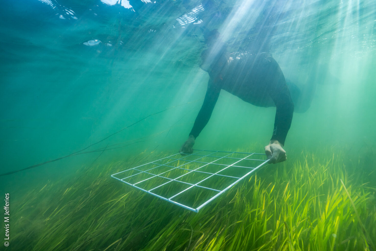Our Strategy - Project Seagrass