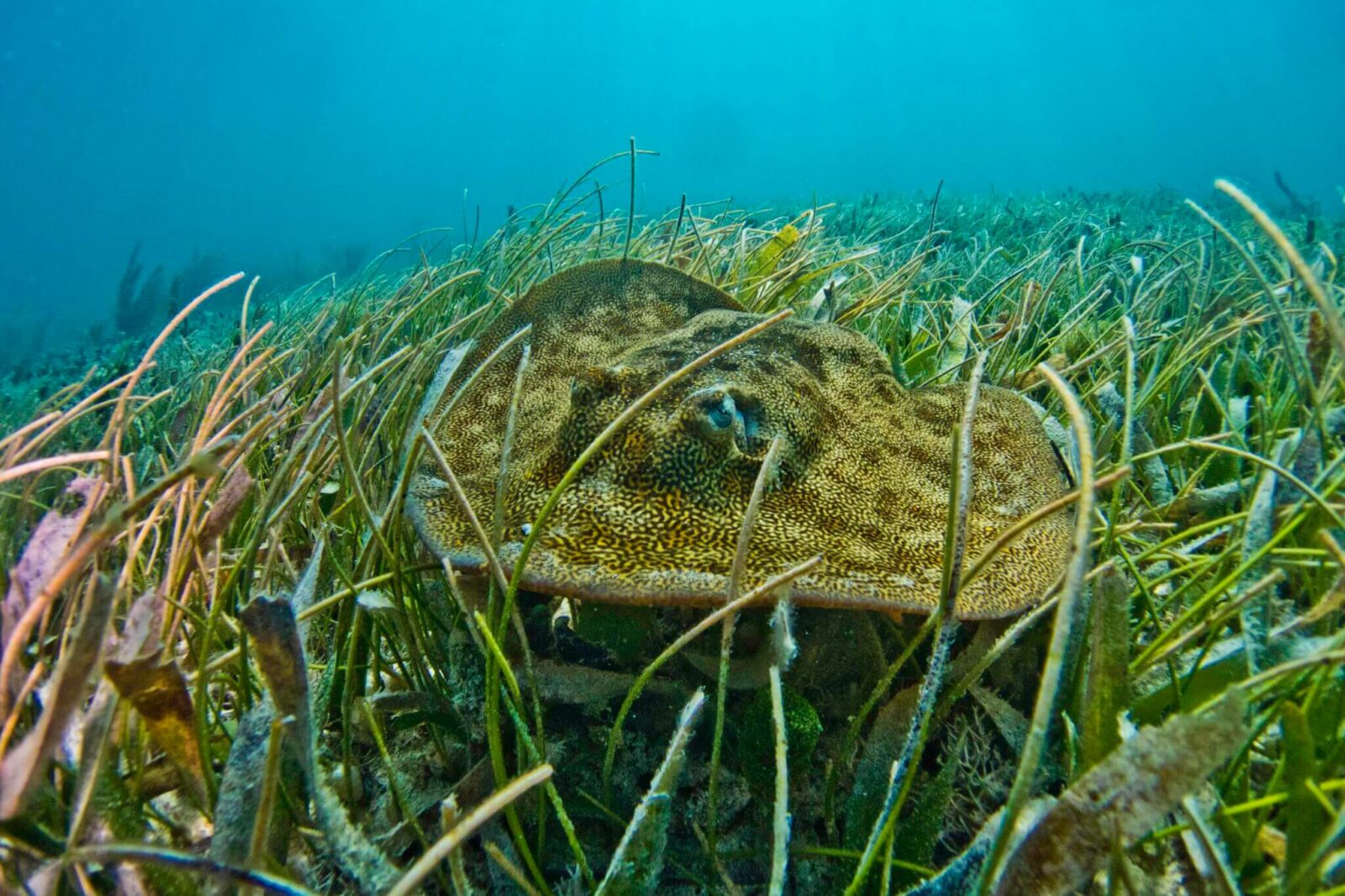 Why is it Important to Restore Seagrass Beds?