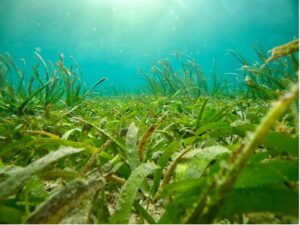 Seagrass in Southeast Asia