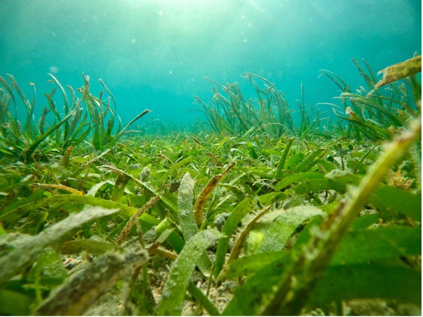 Seagrass in Southeast Asia