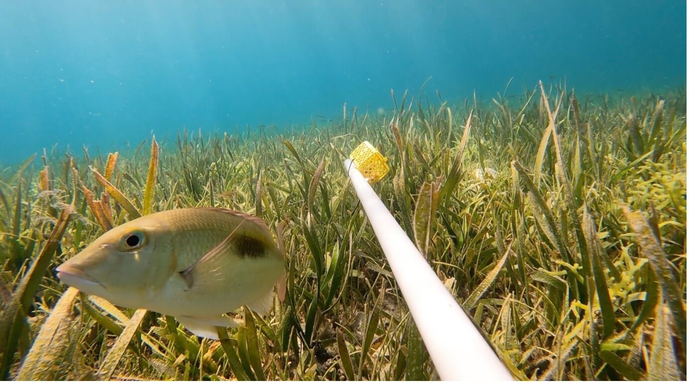 Seagrass Habitats