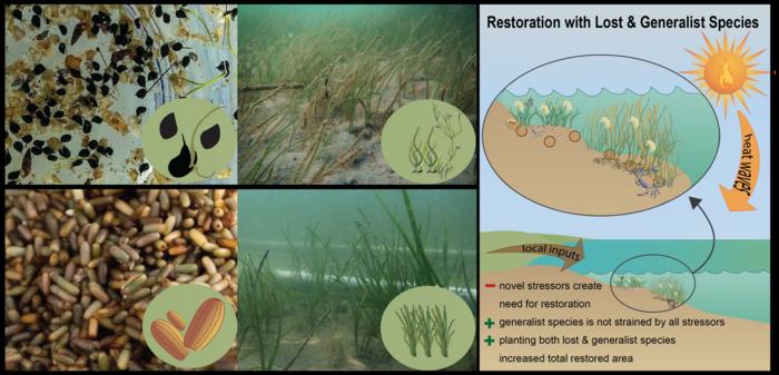 IMAGES ARE COLLECTED WIDGEONGRASS AND EELGRASS SEEDS THAT WERE SEEDED IN LYNNHAVEN RIVER, VIRGINIA BEACH, VA TO RESTORE SEAGRASS HABITAT THAT CAN HANDLE MULTIPLE NOVEL STRESSORS INCLUDING WARMING TEMPERATURES.