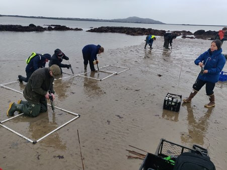 Volunteers supporting seagrass restoration work in Holyhead North Wales. Volunteers are crouching on the ground around quadrats monitoring seagrass.