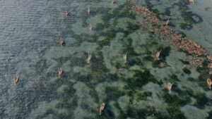 UAV imagery depicting mooring scars within seagrass meadow at Seaview, Isle of Wight. Advanced mooring systems could reduce this damage.