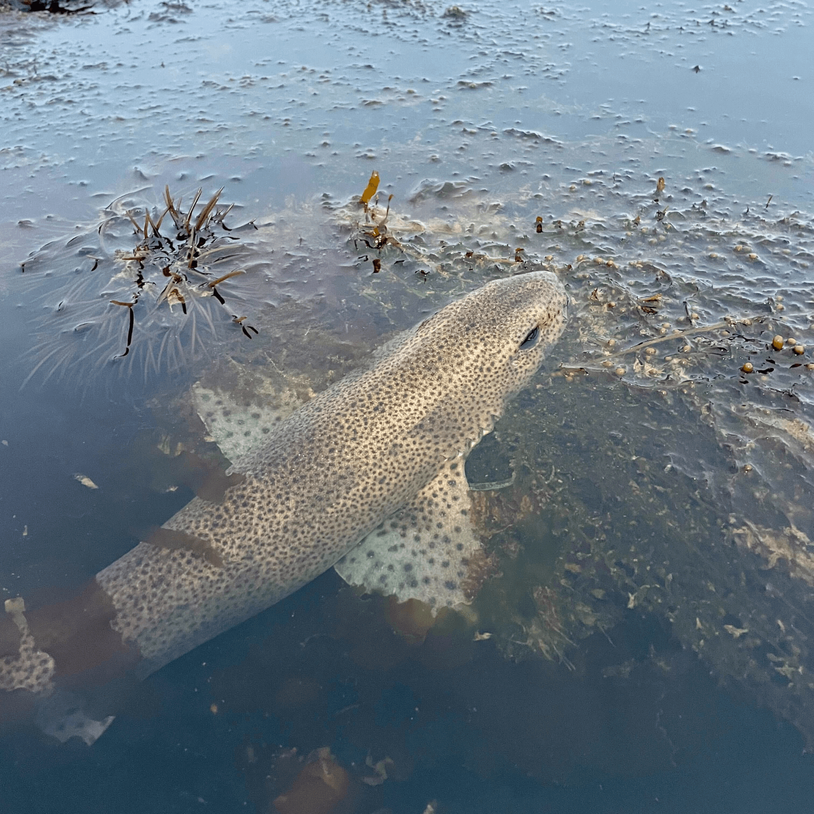 Spotted cat shark seen by the team as part of May fieldwork