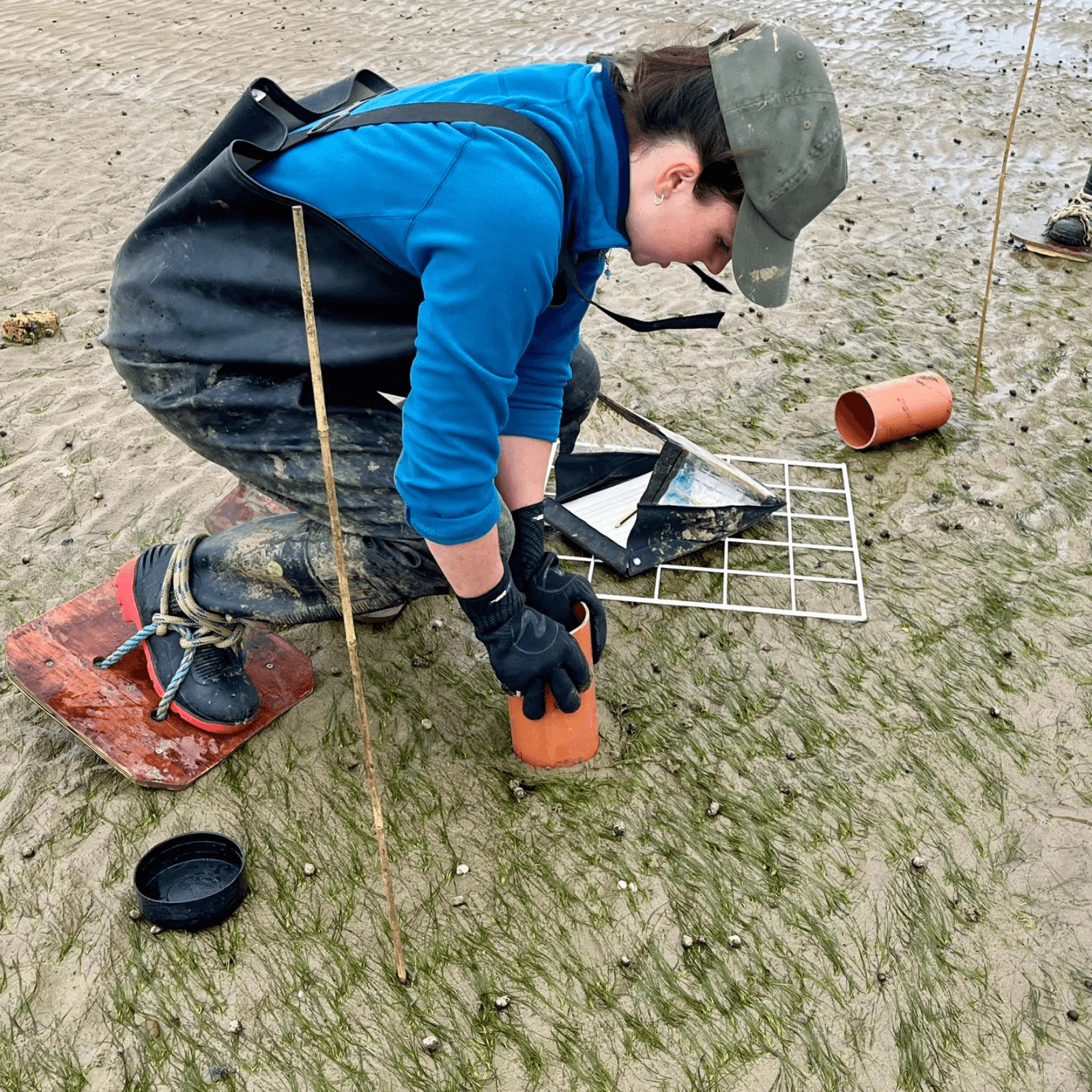 Project Lead Emma preparing a transplant as part of May fieldwork in Essex