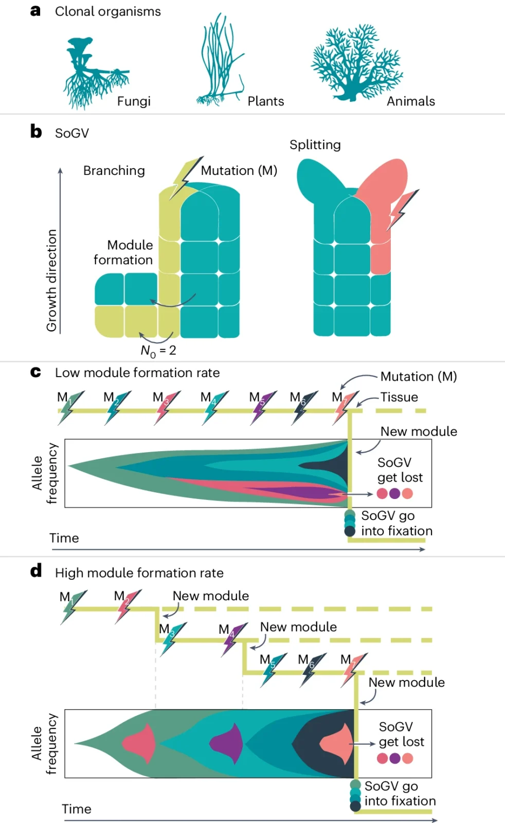 Dynamics of SoGV in generic clonal organisms.
