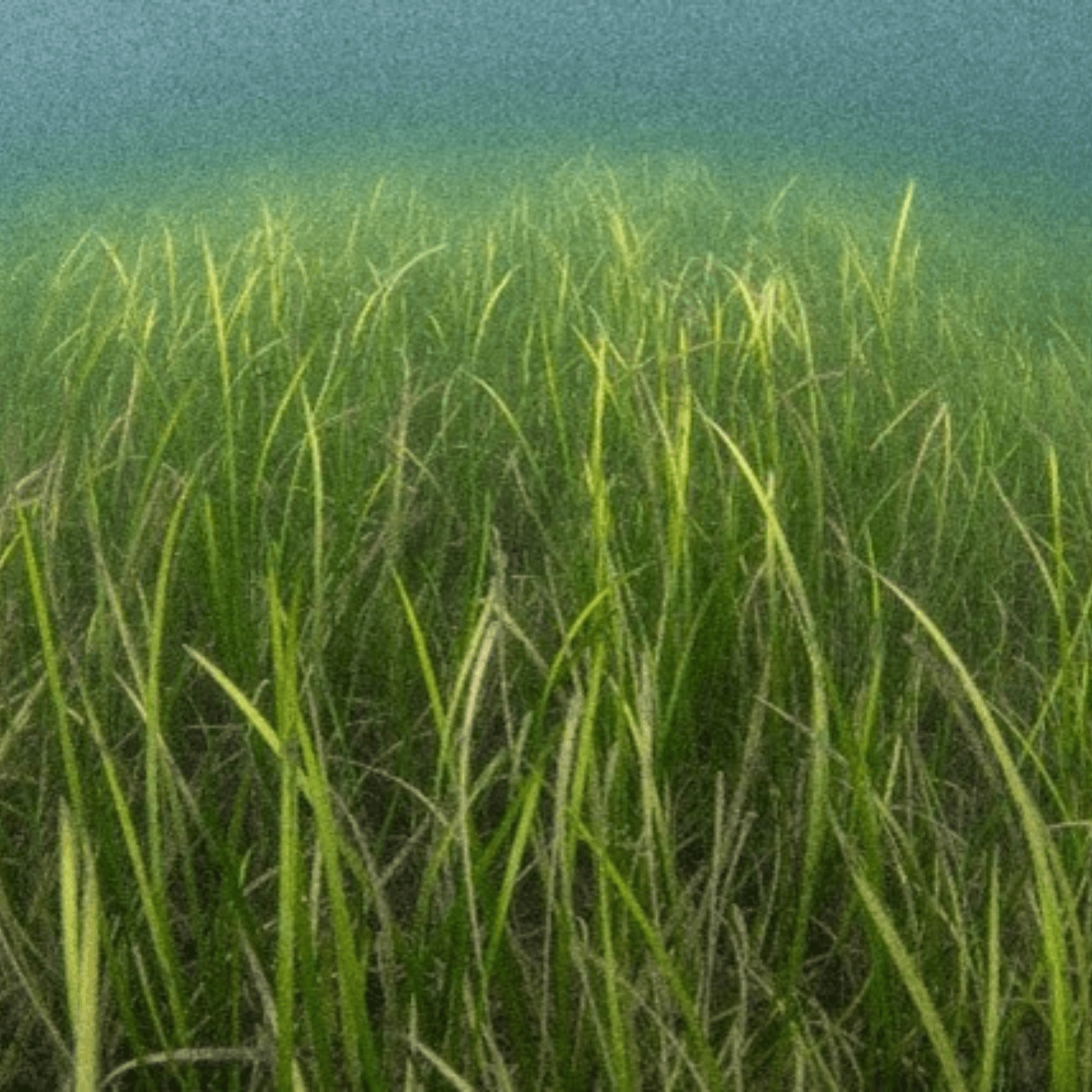 A seagrass meadow