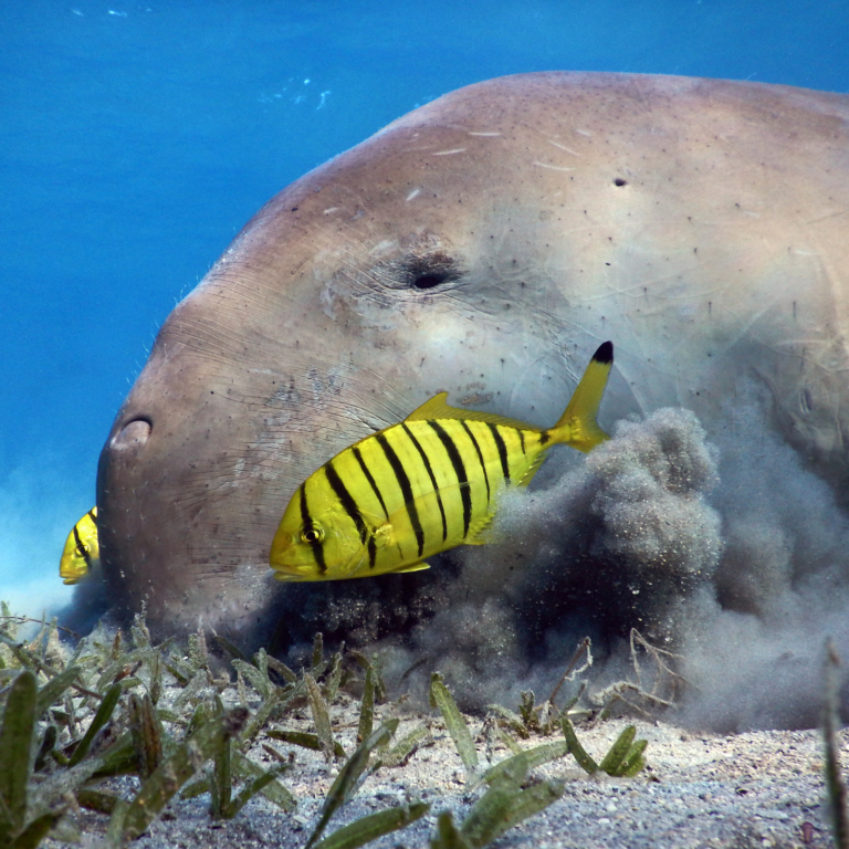 Dugong feeding on seagrass, Great Fringing Reef, Red Sea Credit Anett Szaszi Ocean Image Bank