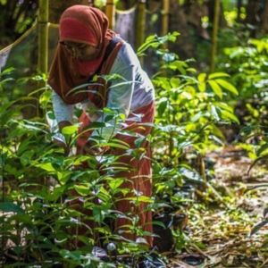 Nusi, a member of FORKANI, tends to trees in a nursery.