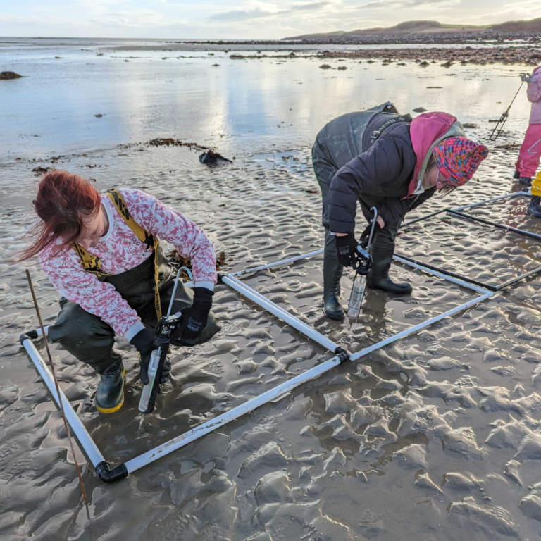 Two adults are using DIS guns to insert seagrass seeds into sediment on the beach at Hafan y Mor. The sun is reflecting of the sea in the background.