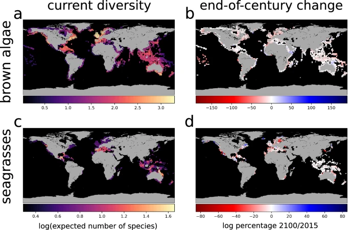 Four graphs outlining the present distribution and projected end-of-century changes in global macrophyte species diversity.