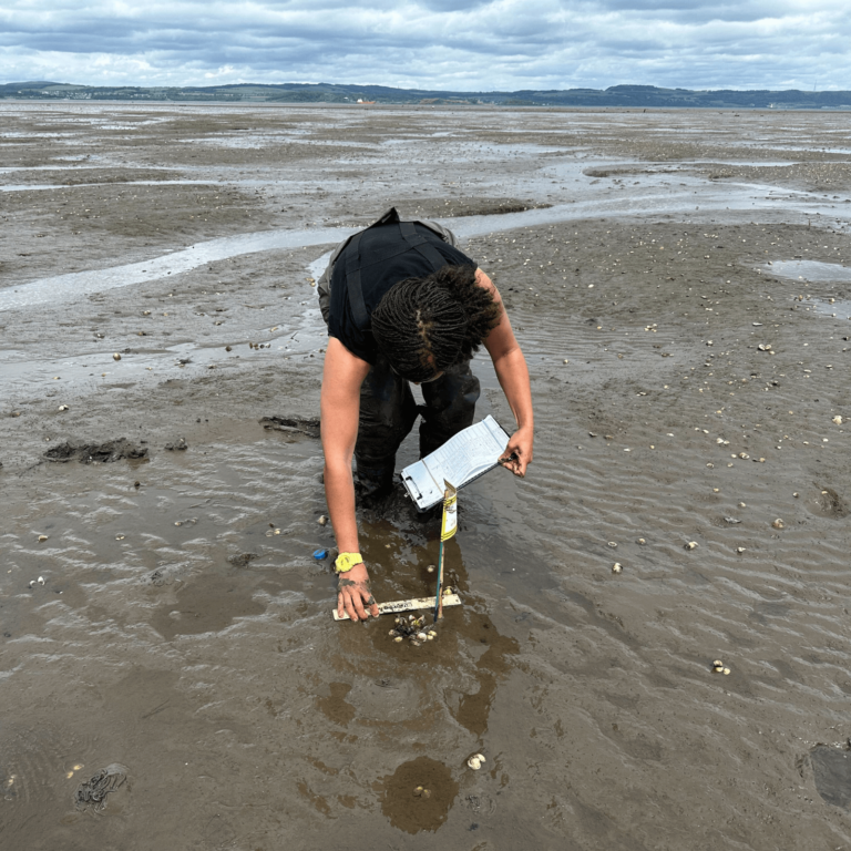 A member of the Restoration Forth is crouched on the beach. They are holding a ruler and a clipboard as they record data as part of the monitoring of seagrass shoots.
