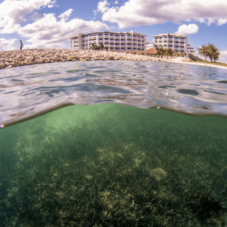 The image shows seagrass growing next to an area of development in Mexico. There is a hotel on the seafront.