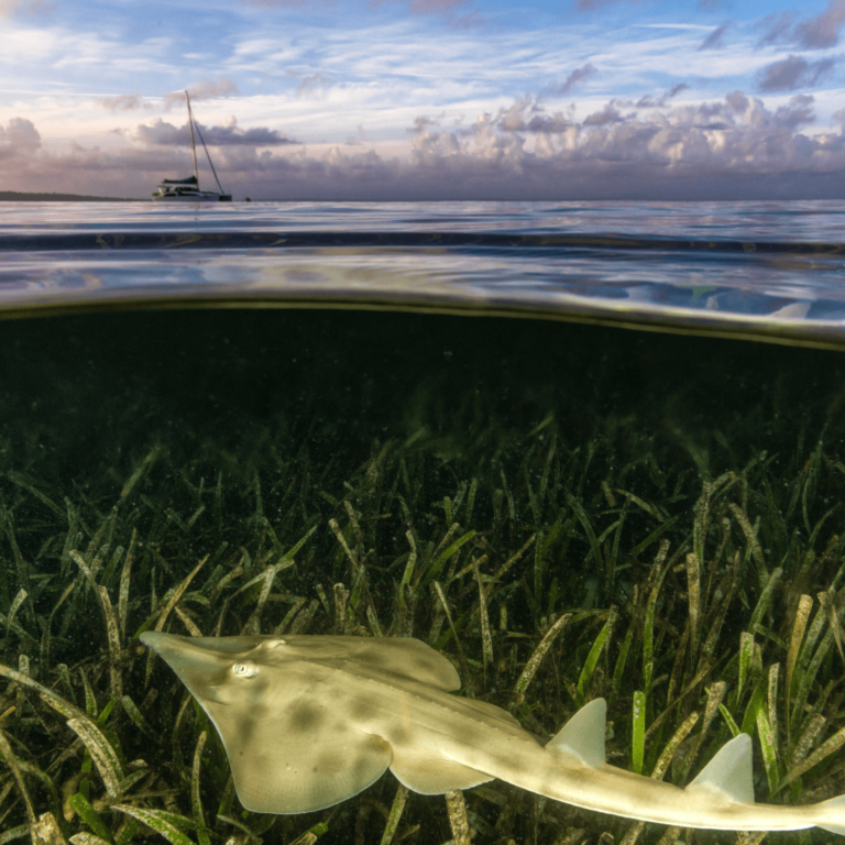 A ray swims through a seagrass meadow.