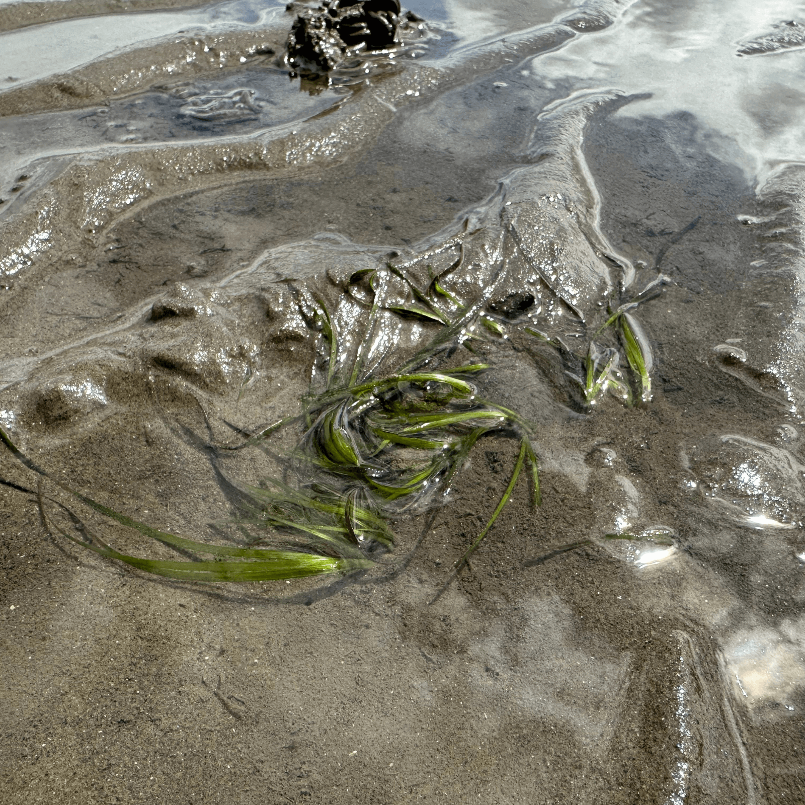 Zostera marina