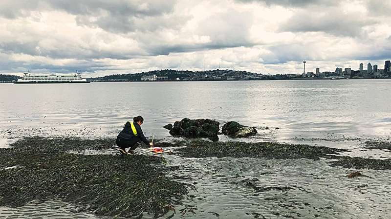 Phoebe Dawkins is crouched on the shoreline undertaking a seagrass health survey.