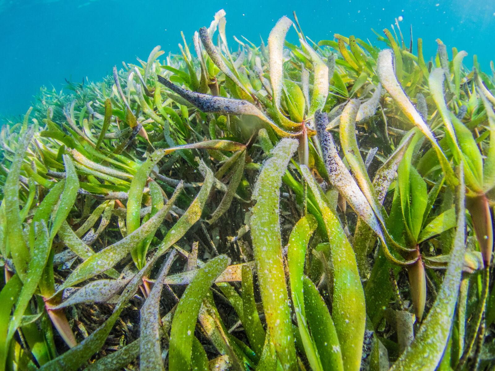 A seagrass meadow in Zanzibar.