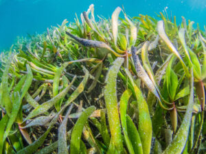 A seagrass meadow in Zanzibar.