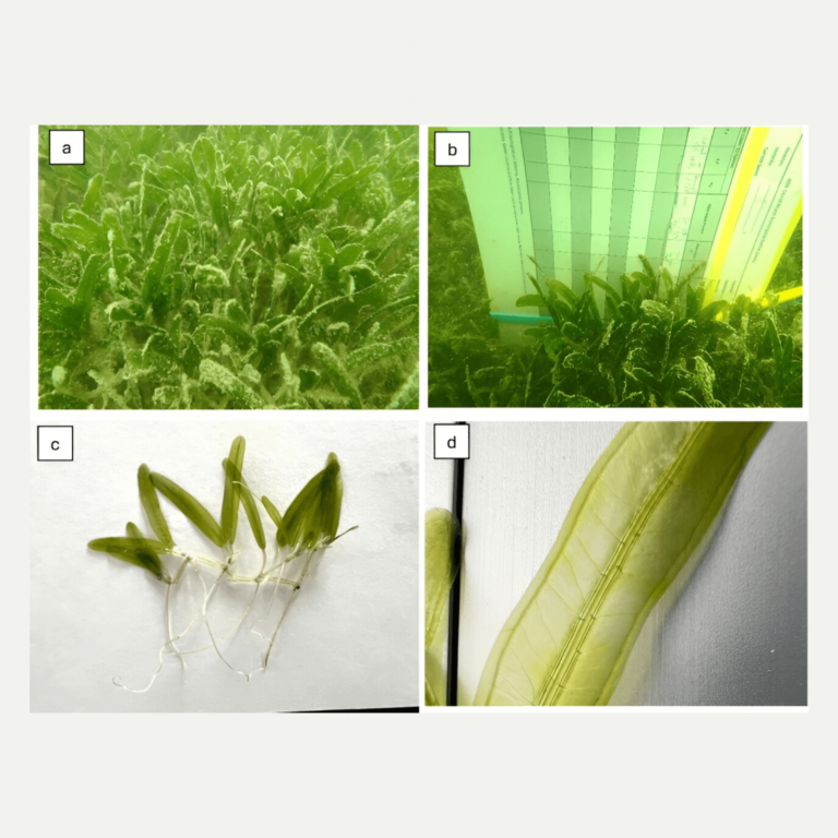 Four photographs of H. Stipulacea arranged in a grid format.