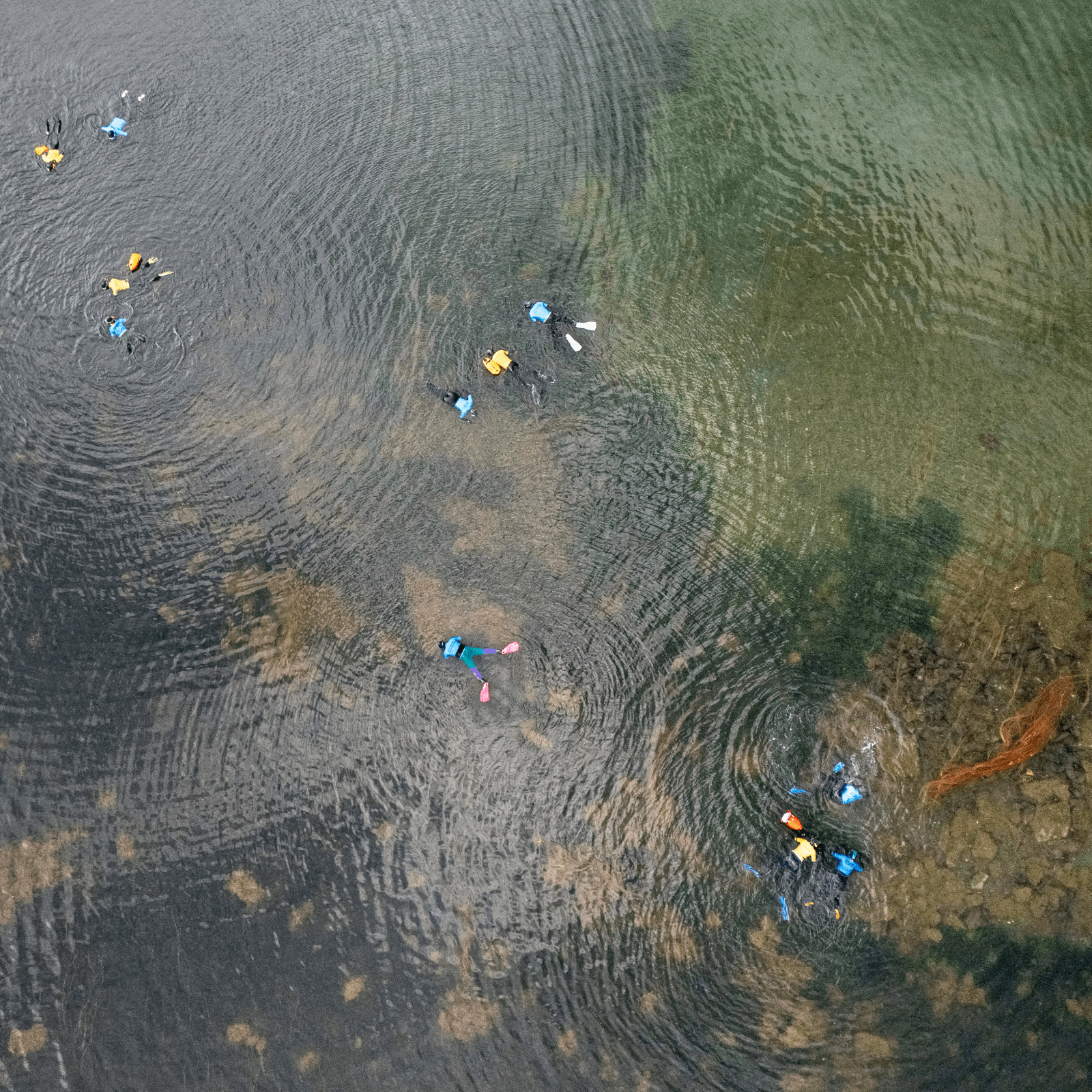 An ariel shot showing groups of snorkellers collecting seagrass seeds in Finstown, Orkney as part of Restoration Forth August fieldwork.