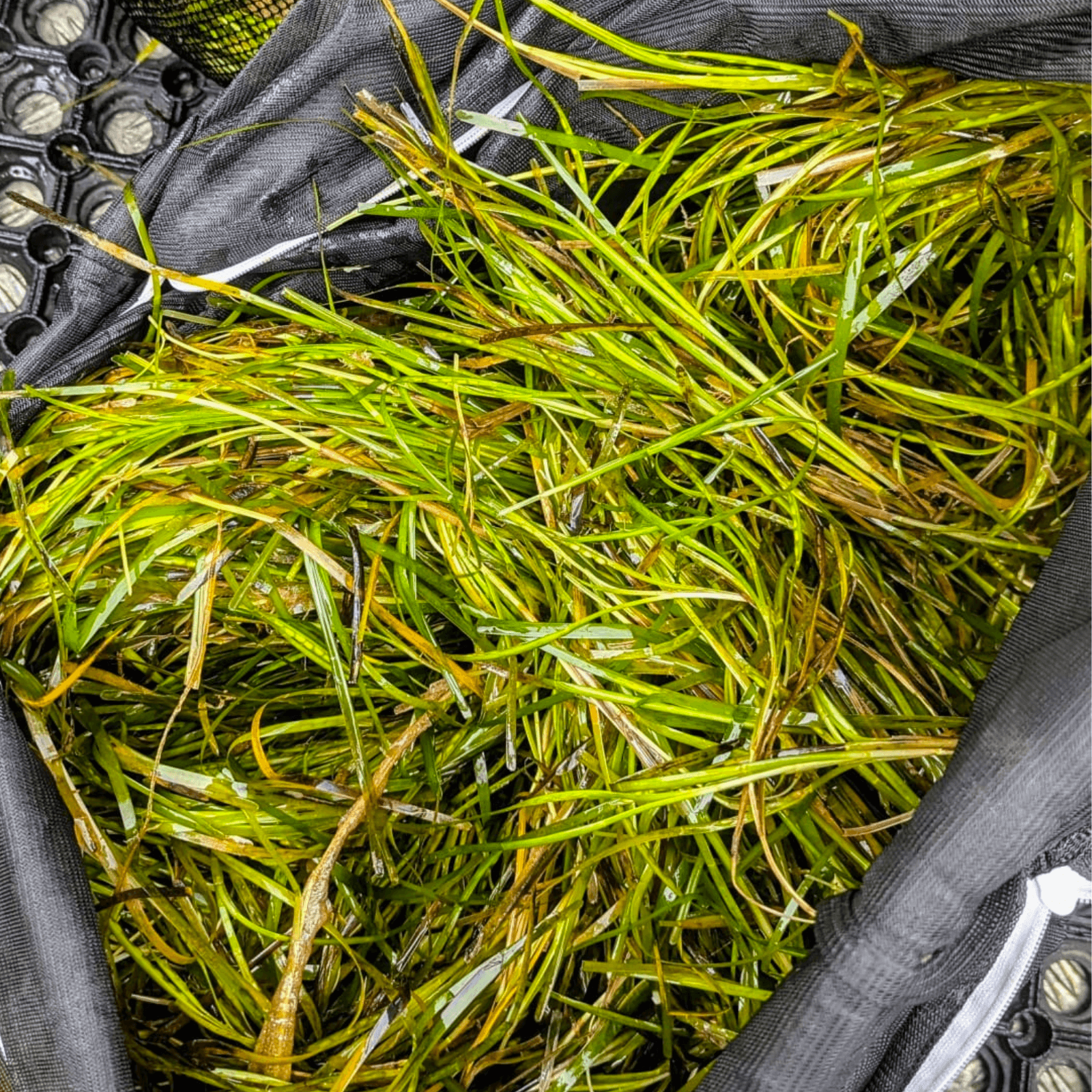 A bag of seagrass seeds that have been collected by the dive team as part of the Project Seagrass seed collection in Porthdinllaen