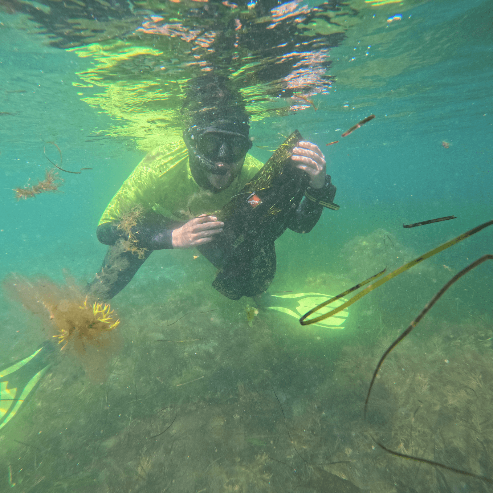 The snorkeler is wearing a Project Seagrass branded rash vest and yellow flippers. They are holding a bag of seagrass seeds collected as part of seed collection.