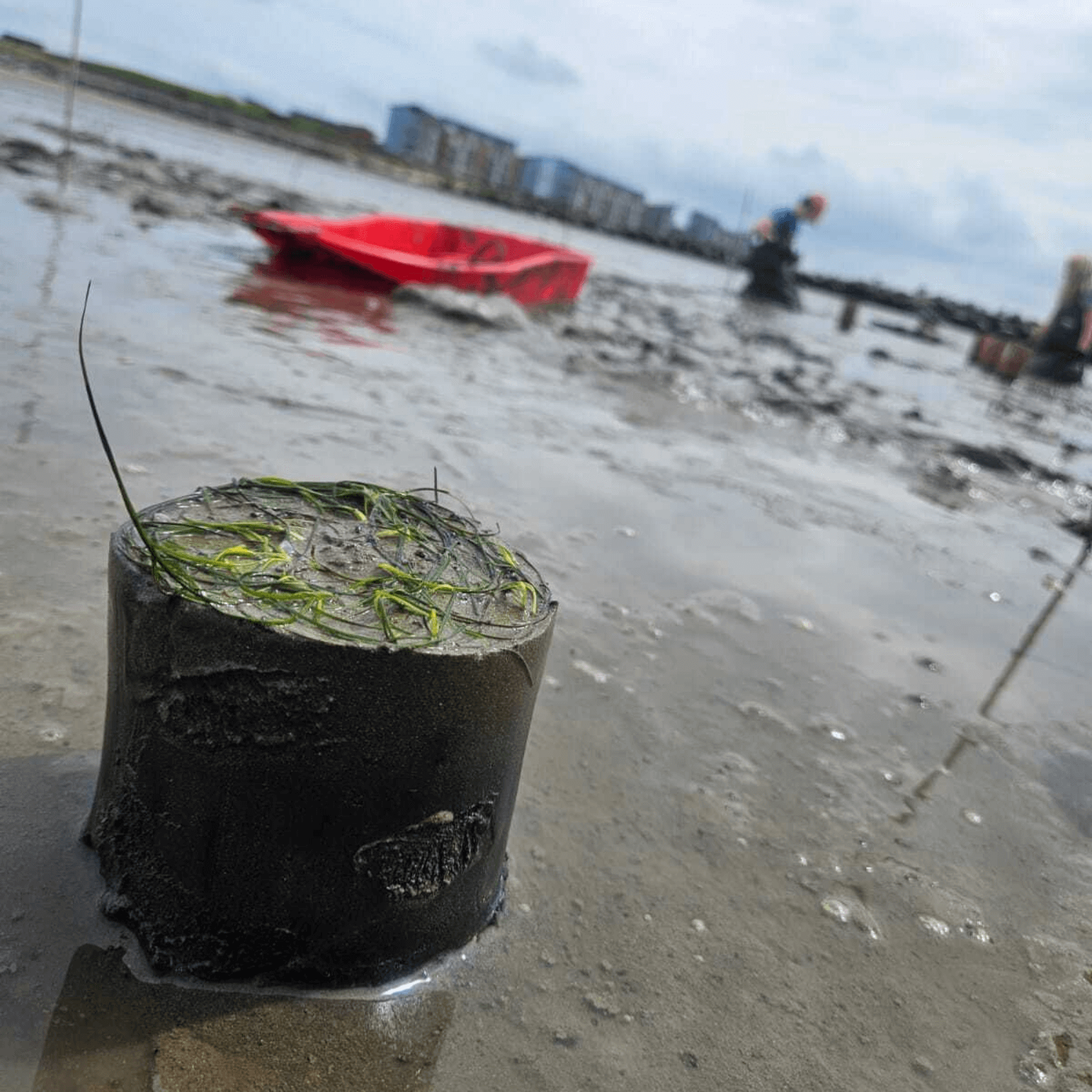 A core of Zostera noltei is placed in muddy sediment ahead of planting.
