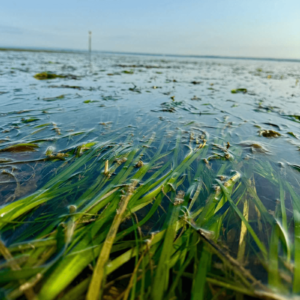 Seagrass in Ryde