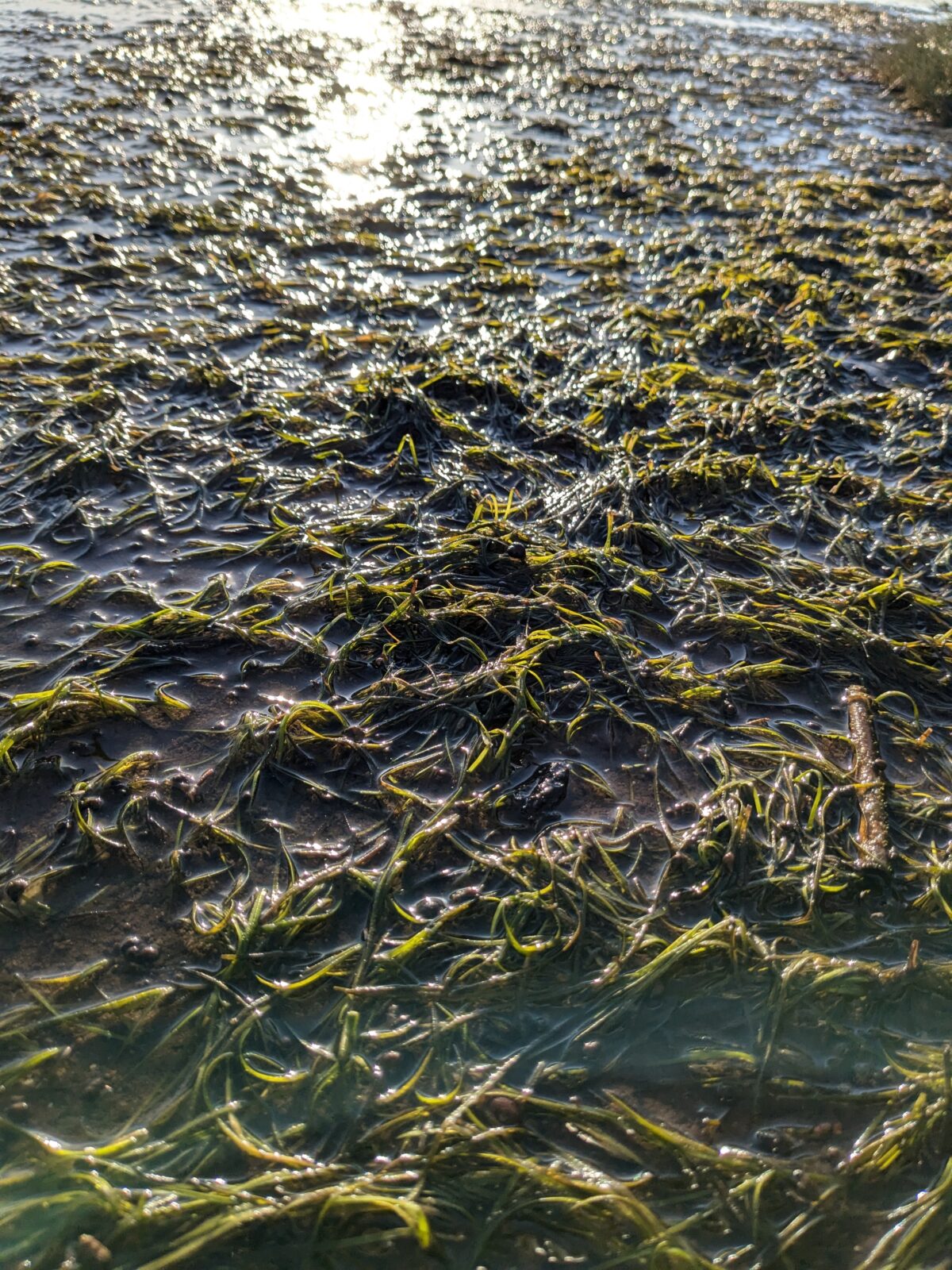 Findhorn Seagrass low tide