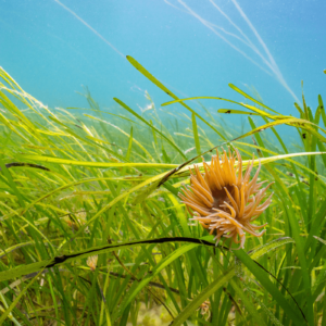 Seagrass in Orkney