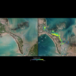 Two images show the difference in the presence of intertidal seagrass in the Bay of Bourgneuf, located north of the Bay of Biscay, off the western coast of France. The image on the left, from April 2021, shows sparse intertidal seagrass, while the image on the right, from September 2021, reveals abundant growth.