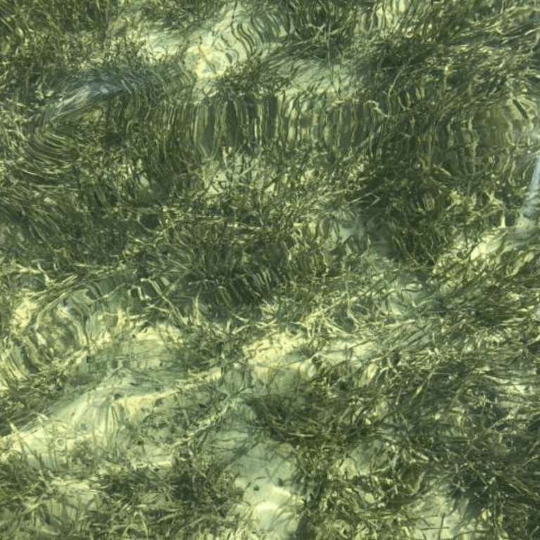 Seagrass meadow in Florida